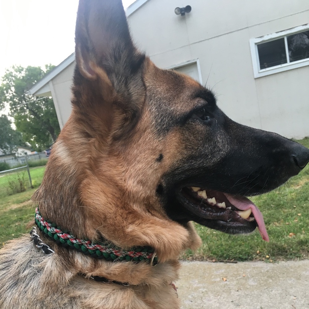 Pet collars - Picture 5 of 5
